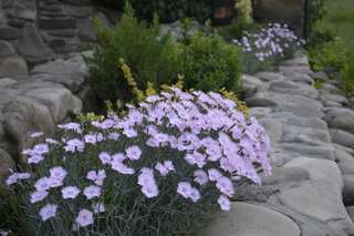 Гостевой дом У Мирослави Пилипец-0